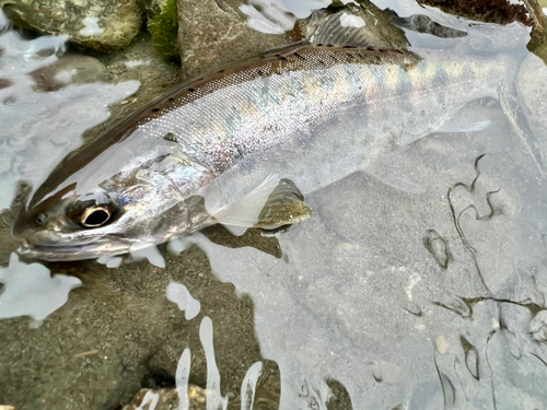 ヤマメの釣果