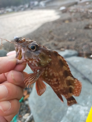 ガシラの釣果