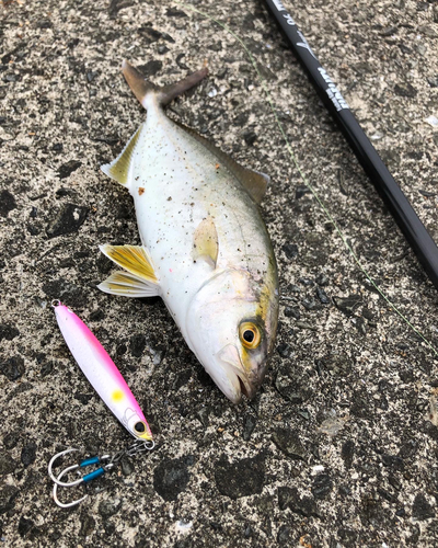 ショゴの釣果