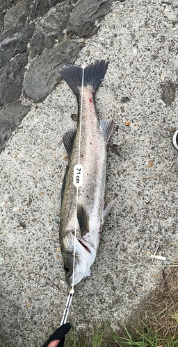 シーバスの釣果