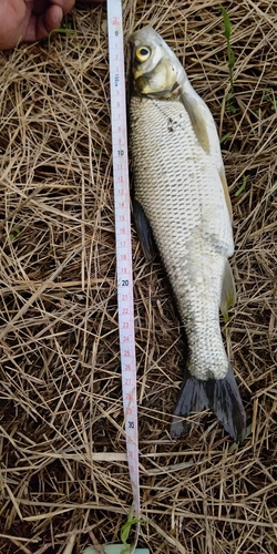 ワタカの釣果