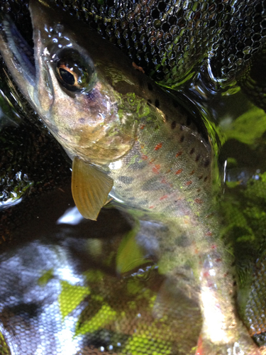 アマゴの釣果