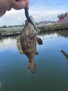 チャイロマルハタの釣果