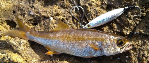 ムツの釣果