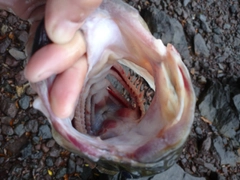 ブラックバスの釣果