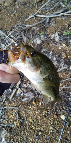 ラージマウスバスの釣果