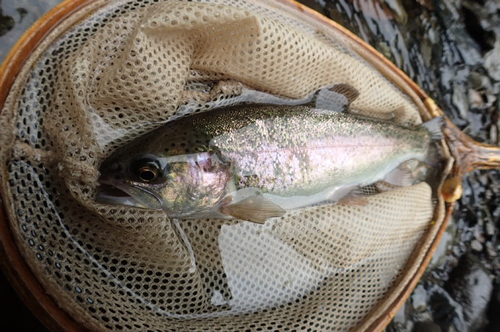 ニジマスの釣果