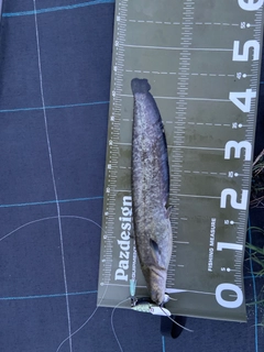ナマズの釣果