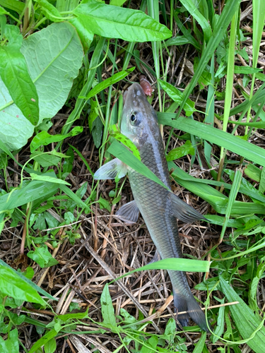 ニゴイの釣果