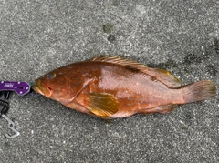 アコウの釣果