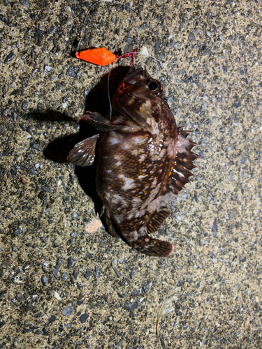 オウゴンムラソイの釣果