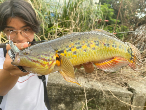 タメトモハゼの釣果