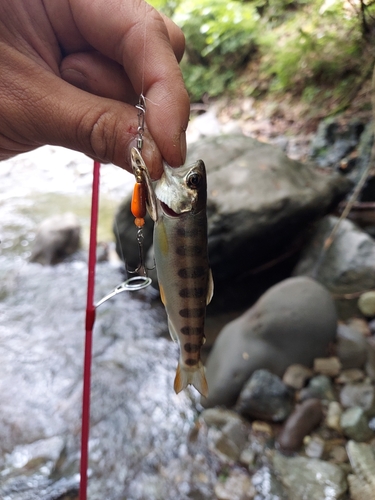 ヤマメの釣果