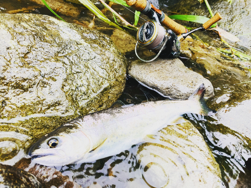 ヤマメの釣果