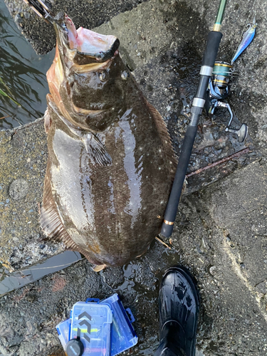 ヒラメの釣果