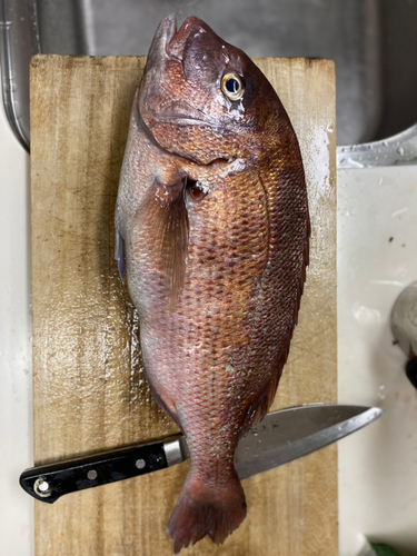 マダイの釣果