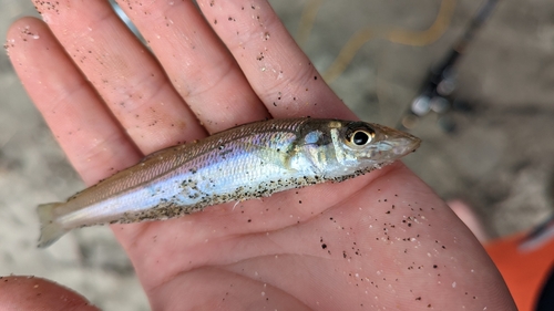 キスの釣果