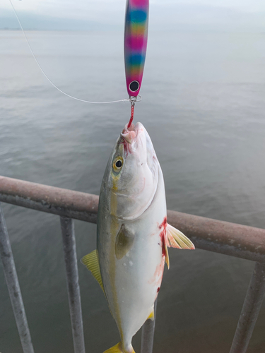 ツバスの釣果