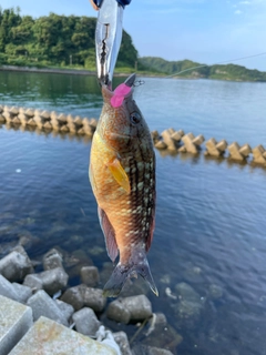 ホシササノハベラの釣果