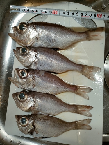 シロムツの釣果