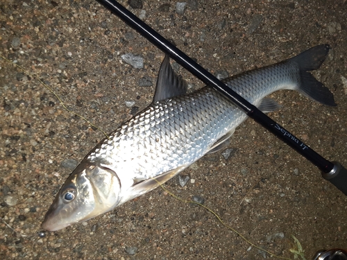 ニゴイの釣果