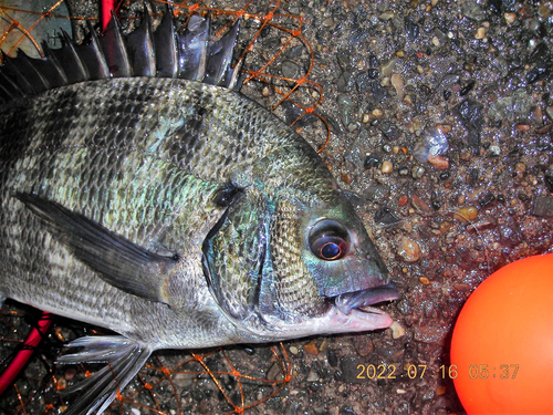 クロダイの釣果