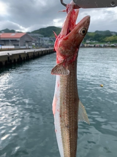 エソの釣果