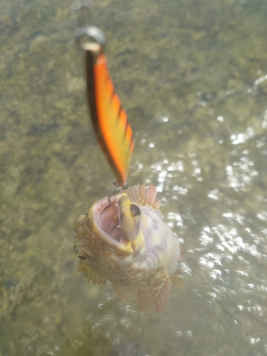 イソゴンベの釣果