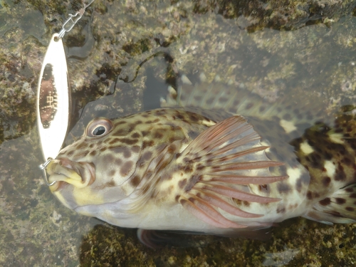 イソゴンベの釣果