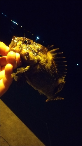 ムラソイの釣果