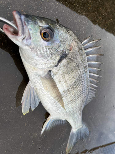 キビレの釣果