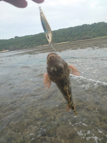 イソゴンベの釣果