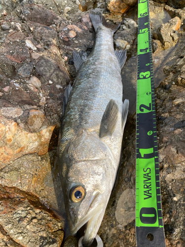 シーバスの釣果