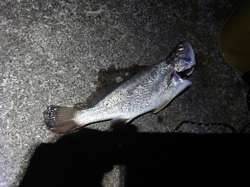 イシモチの釣果