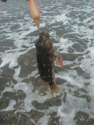 イソゴンベの釣果