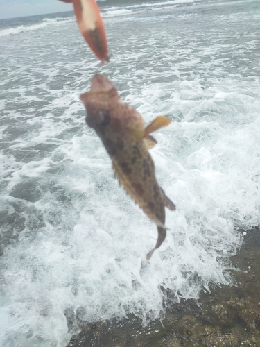 イシミーバイの釣果