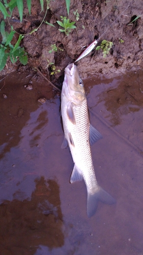 ニゴイの釣果