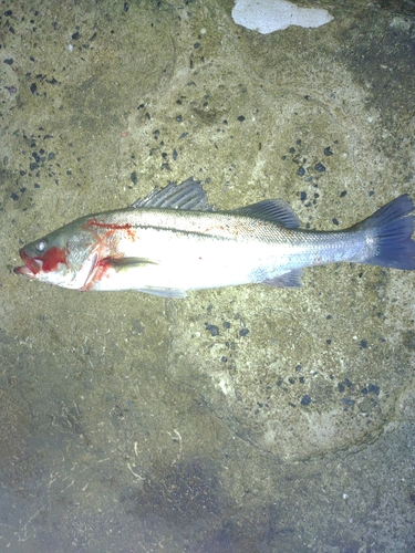 スズキの釣果