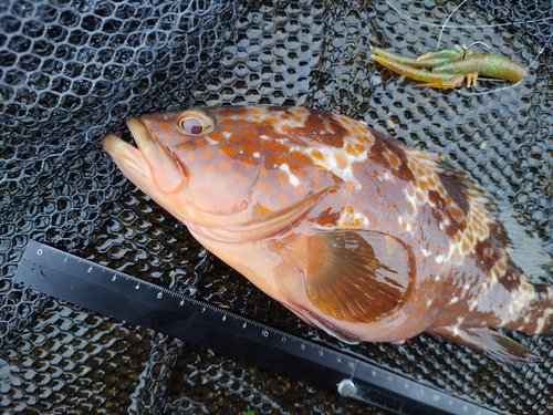 キジハタの釣果