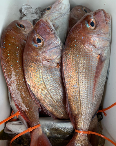 マダイの釣果