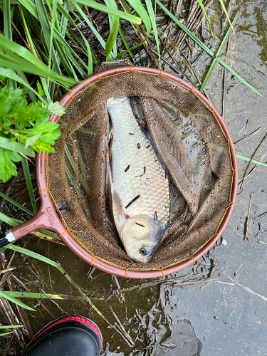 フナの釣果