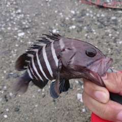 マハタの釣果