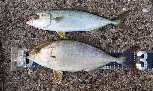 ネリゴの釣果