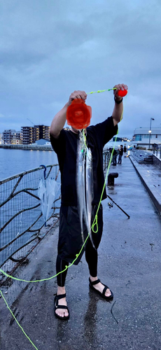 タチウオの釣果