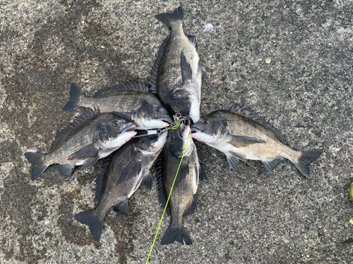 チヌの釣果