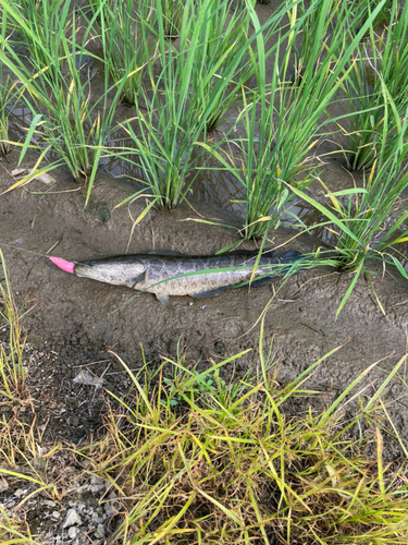 ライギョの釣果