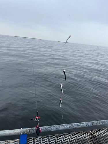 カタクチイワシの釣果