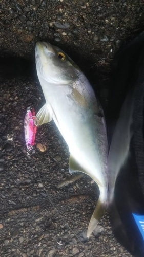 ツバスの釣果