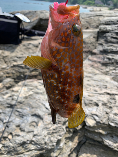 キジハタの釣果