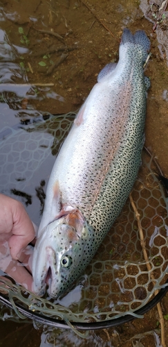 ニジマスの釣果